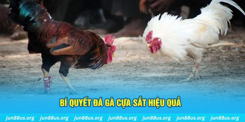 go789 đá gà cựa dao