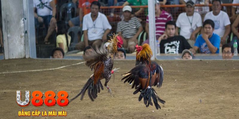 go789 đăng nhập mậu binh online